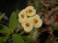 euphorbia longifolia 01