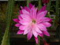 aporocactus fliedery paetz 300