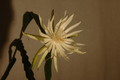 epiphyllum pumilum phasen 2296