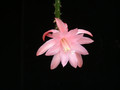 aporocactus wendy12