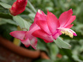 schlumbergera miss shimano 05