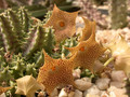 huernia hallii 03