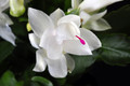 schlumbergera salvador brasil 009