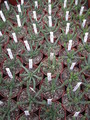 euphorbia inermis 1286