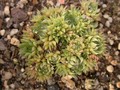 orostachys spinosus minimus 01
