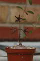 brachystelma tuberosum 02