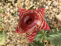 huernia zebrina magni