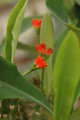 euphorbia vigueri 1083