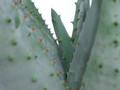 aloe ferox 1890