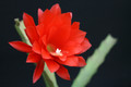 eh japan lack 7193 2690