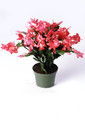 schlumbergera thor kiri