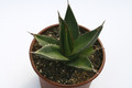 agave ghiesbreghtii 7838