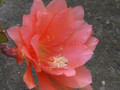 eh merlene paetz 1021 1271