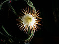selenicereus grandiflorus 06