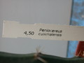 peniocereus cuixmalensis 36