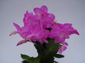 schlumbergera polka dancer 1596