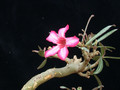 adenium somalense 02