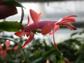 schlumbergera thor vida 01