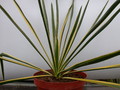 yucca filamentosa bright edge 9727