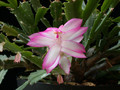 schlumbergera hatherton charm 205