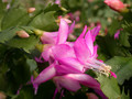 schlumbergera naomi 18