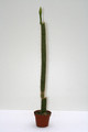nytocereus serpentinus 3619