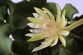 epiphyllum guatemalense monstrosa 093