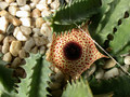 huernia kirkii1