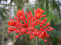 jatropha multifida 0799