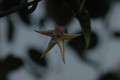 hoya telesmoides 9113