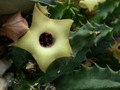 huernia primulina mbb6607 02