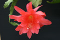 eh cecil cactus 5575 2357