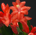 schlumbergera malindi