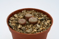 conophytum pictum matjesfontain 2770