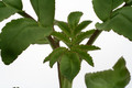 kalachoe prolifera 5236