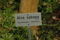aloe sabaea 03