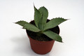 agave parryi chihuahua 0120