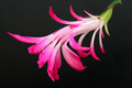 schlumbergera star burst 5875