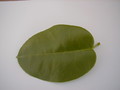 hoya ariadna leaf
