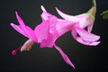 schlumbergera naomi 5949