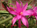 aporocactus fairy dancer 0413