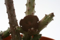 huernia penzigii 9326