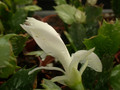 schlumbergera thor britta08