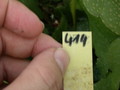 eh maienglueck 414 70