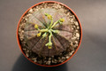 euphorbia obesa 0328