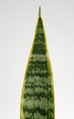 sansevieria trifasciata 5719