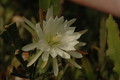 eh zaffaria 9931 04