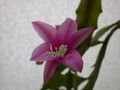 disocactus nelsonii l89 40 9644