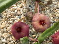 stapelia obducta cockscomb peak e cape02