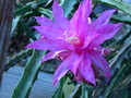 aporocactus fairy dancer 9664